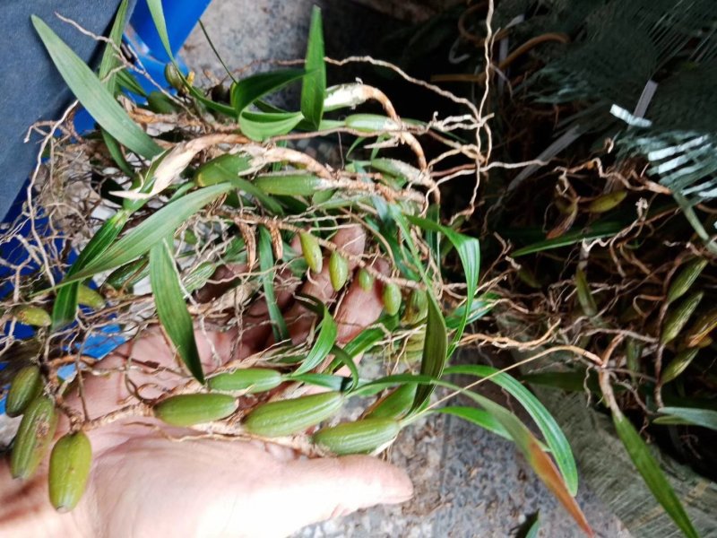 广西野生石橄榄双叶石橄榄双叶大果量大有优惠长期