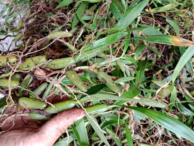 广西野生石橄榄双叶石橄榄双叶大果量大有优惠长期