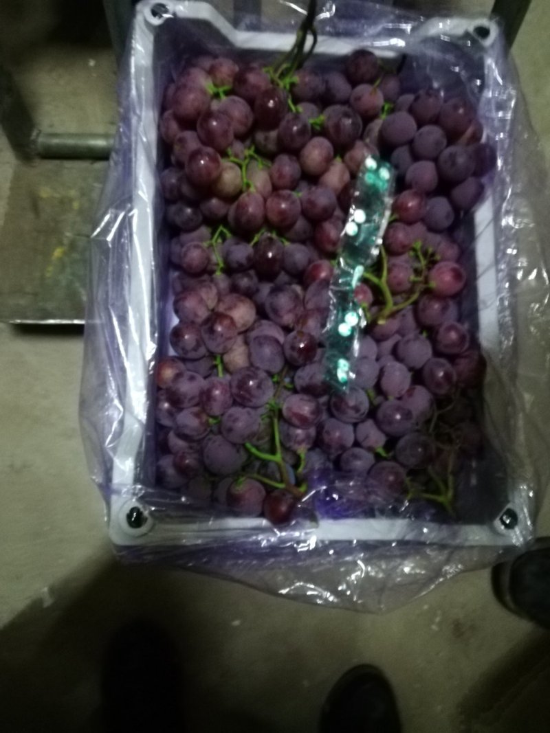 辽南红提葡萄