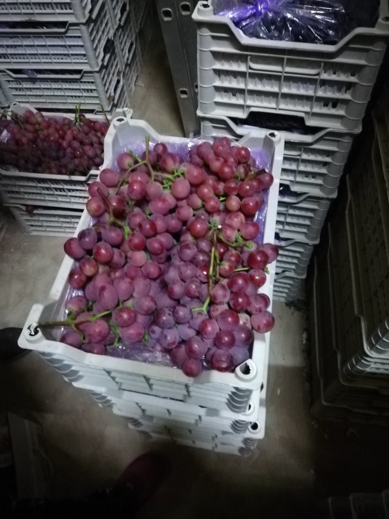 辽南红提葡萄