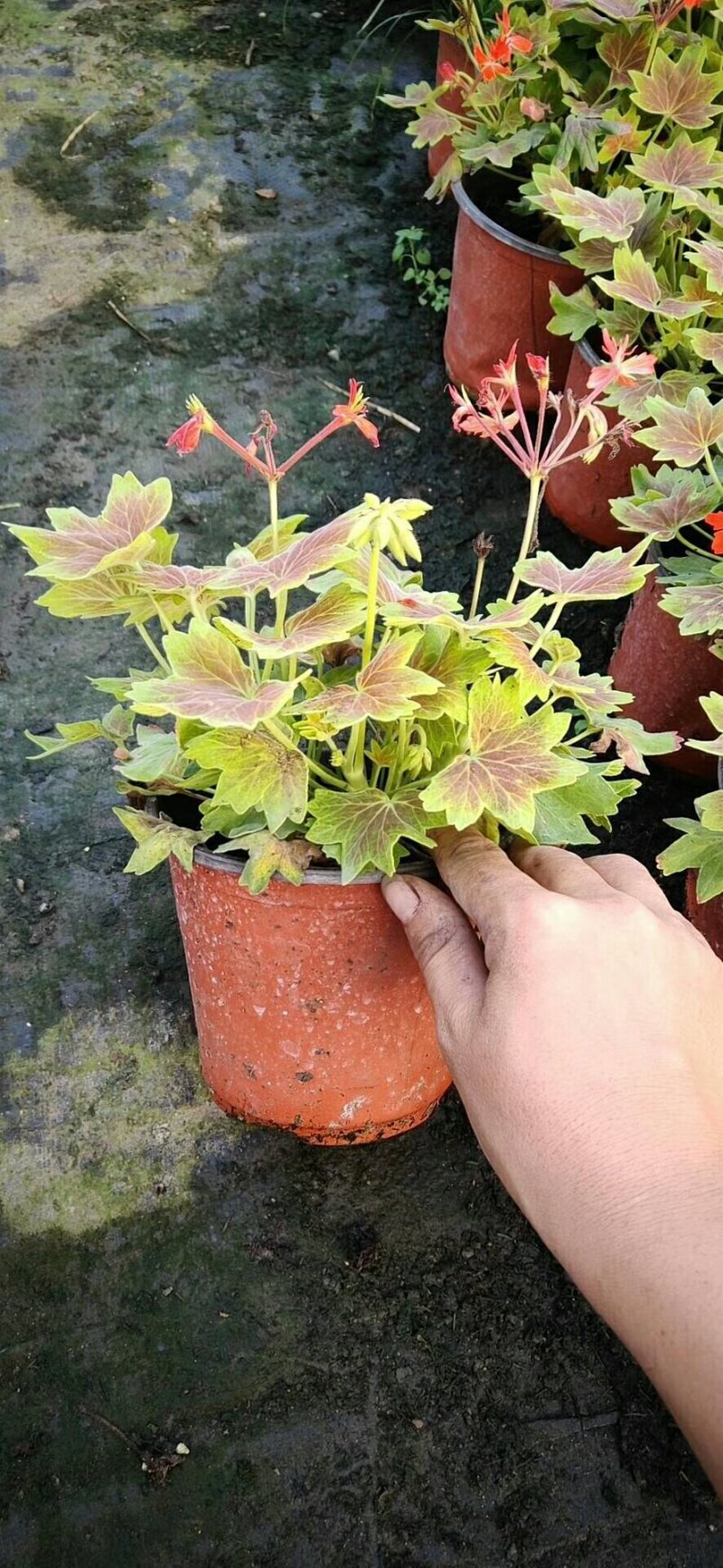 荷兰菊