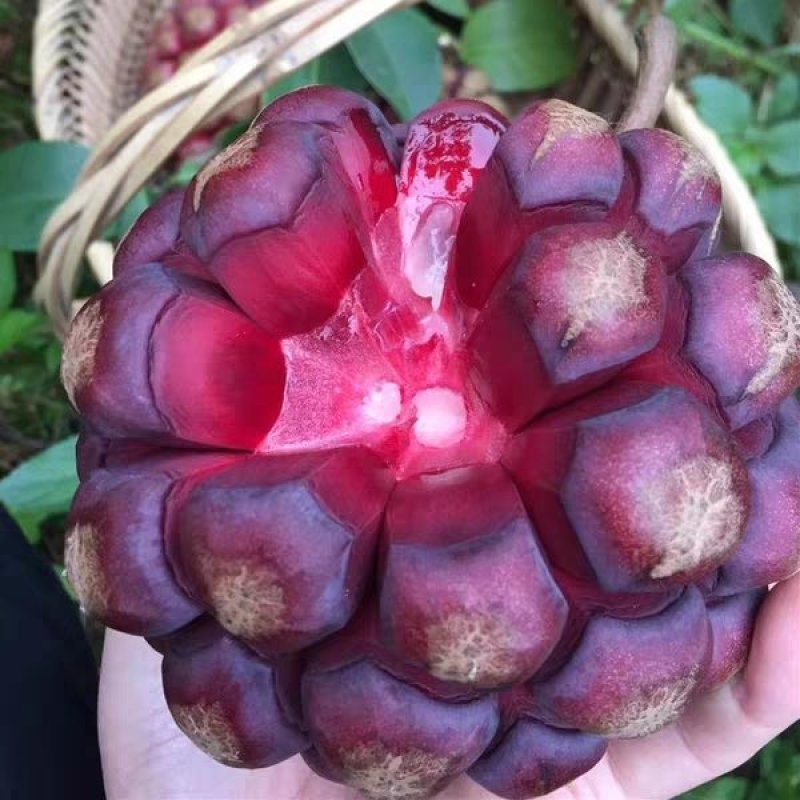 黑老虎布福娜大叶巨果紫黑品种
