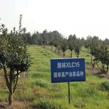 高产嫁接油茶苗，湘林系列，三华系列(裸根)