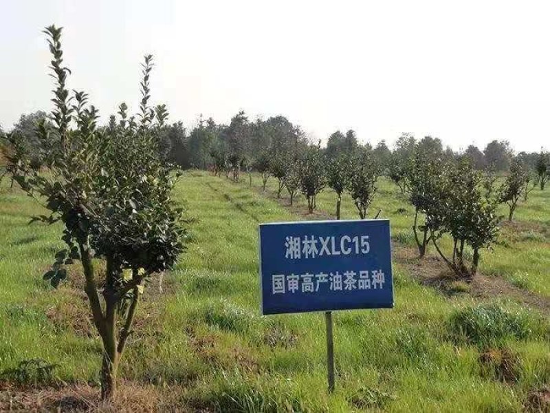 高产嫁接油茶苗，湘林系列，三华系列(裸根)