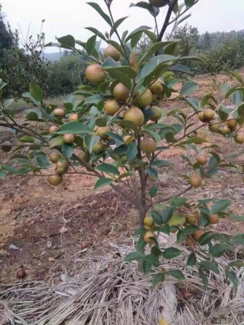 高产嫁接油茶苗，湘林系列，三华系列(裸根)