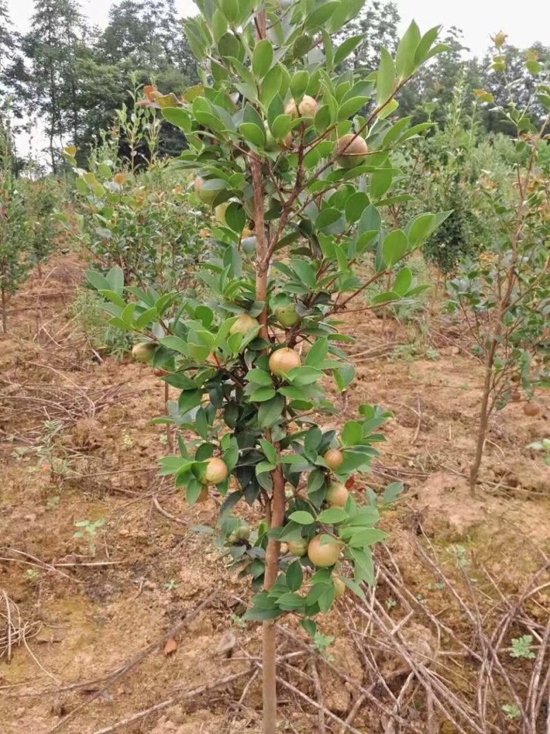 高产嫁接油茶苗，湘林系列，三华系列(裸根)