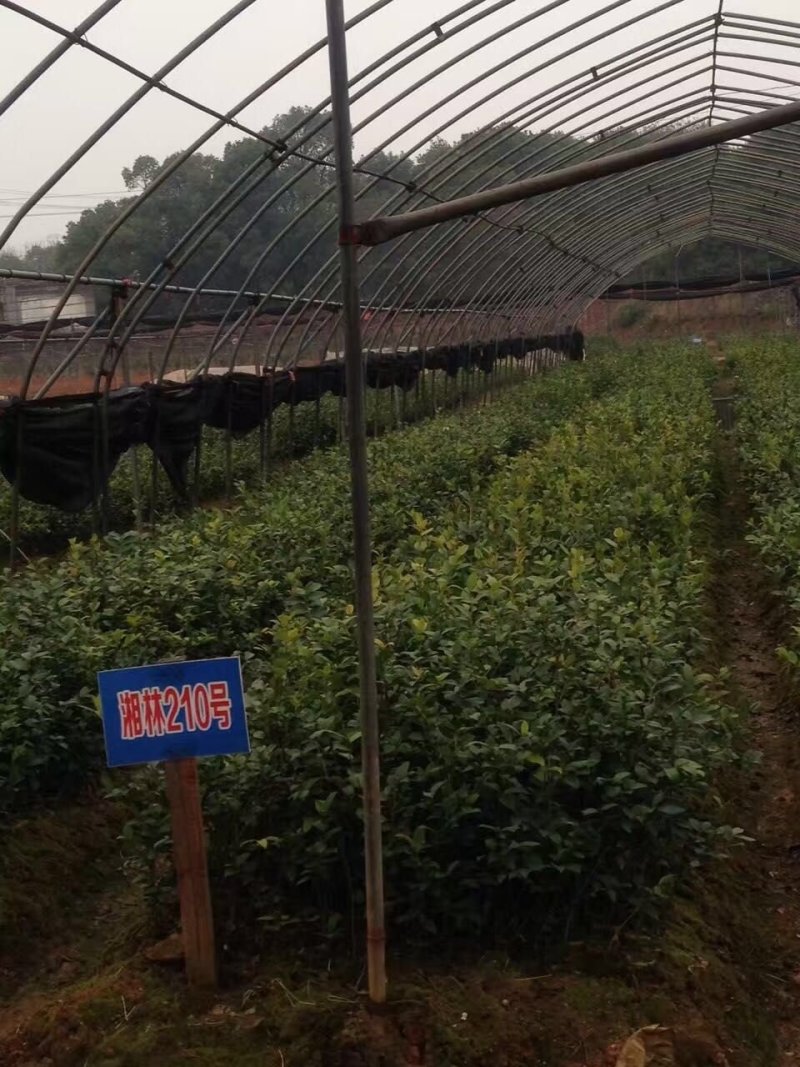 高产嫁接油茶苗，湘林系列，三华系列(裸根)