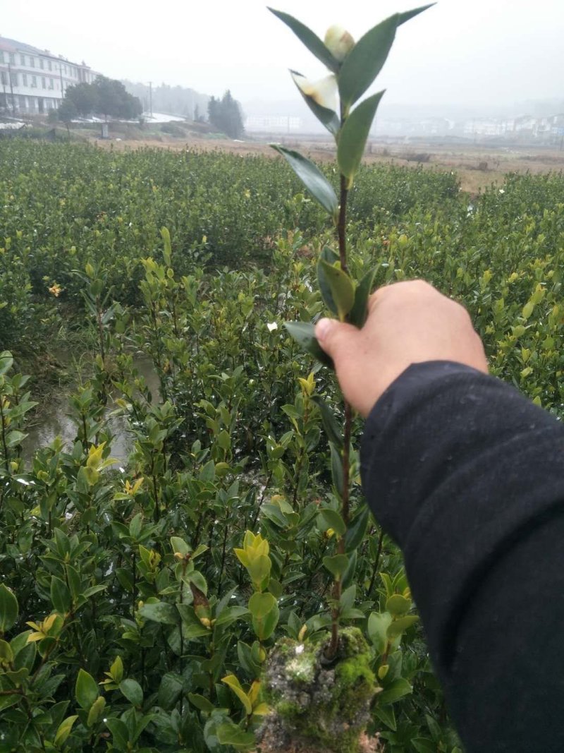 高产嫁接油茶苗，湘林系列，三华系列(裸根)