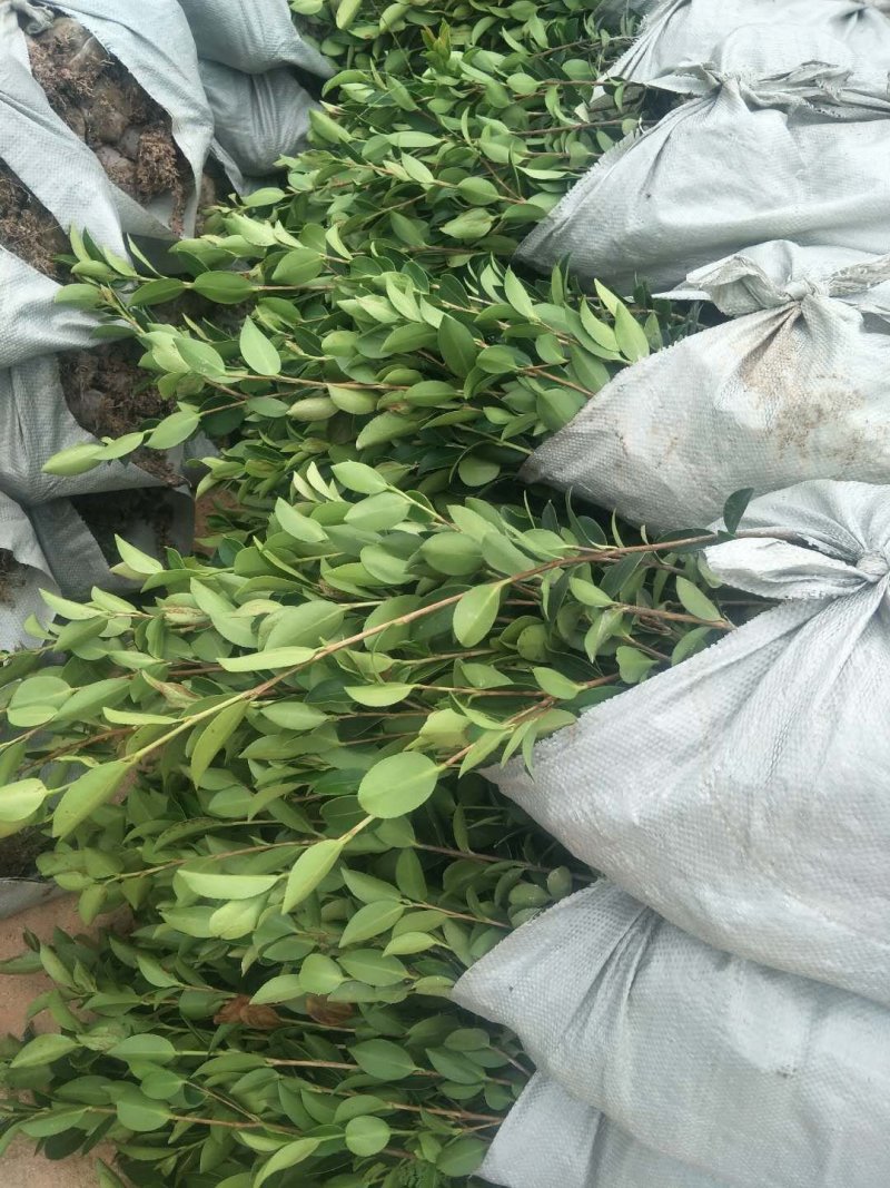 高产嫁接油茶苗，湘林系列，三华系列(裸根)