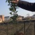 高产嫁接油茶苗，湘林系列，三华系列(裸根)