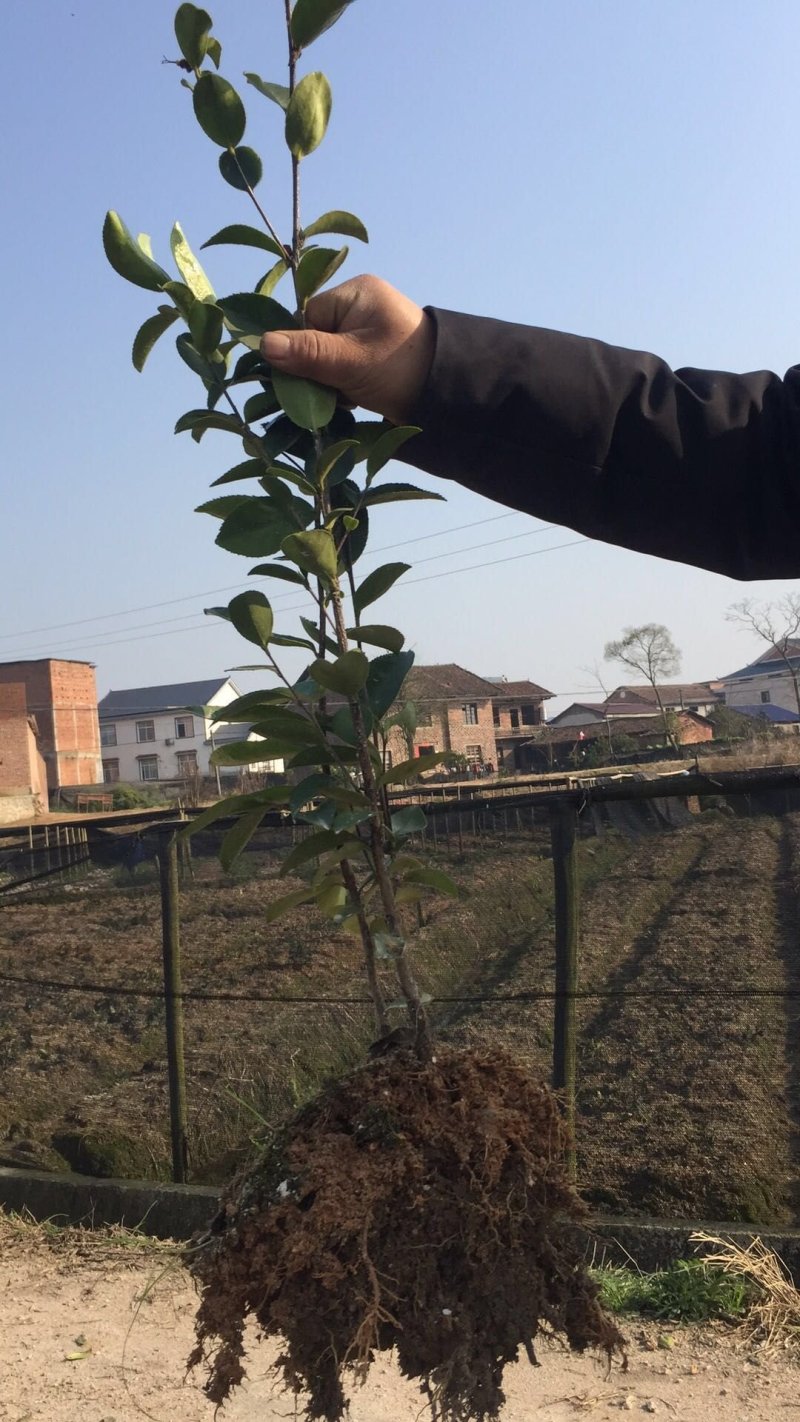 高产嫁接油茶苗，湘林系列，三华系列(裸根)