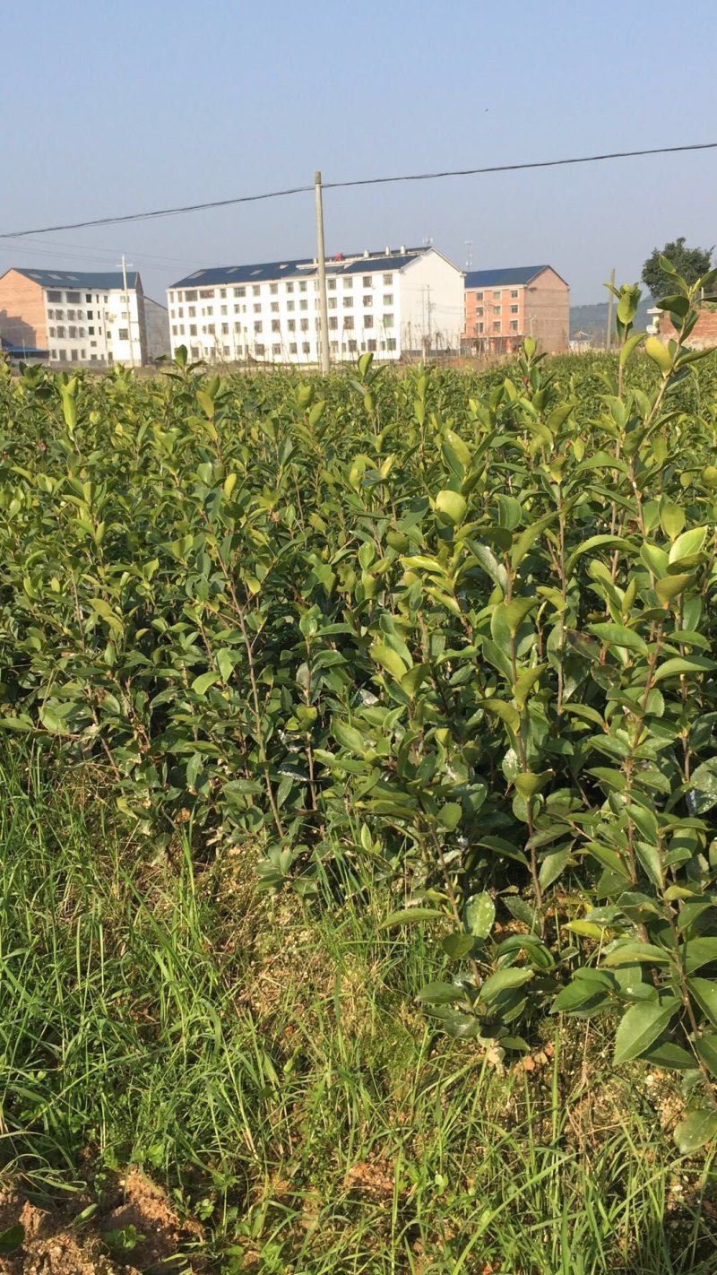 高产嫁接油茶苗，湘林系列，三华系列(裸根)