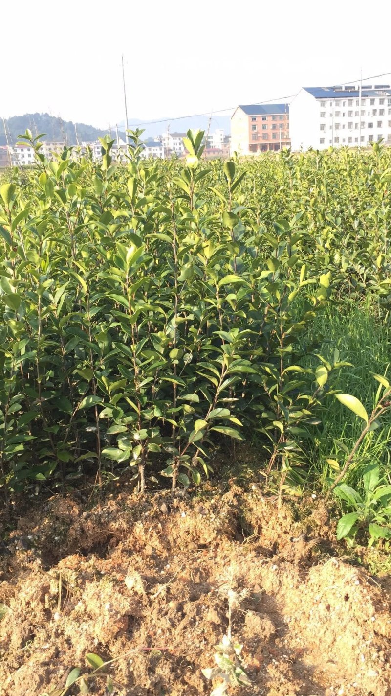 高产嫁接油茶苗，湘林系列，三华系列(裸根)