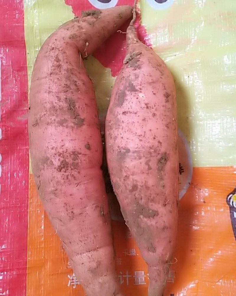 山地蜜薯烟薯25