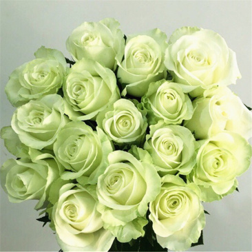 绿玫瑰花苗绿意玫瑰花老桩四季开花绿玫瑰基地直销