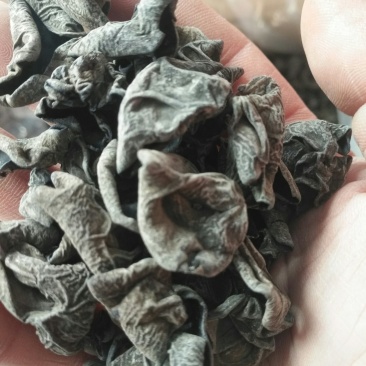 各种木耳