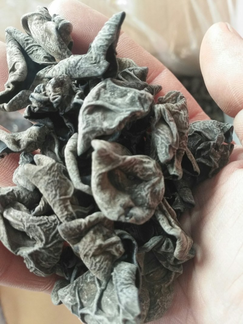 各种木耳