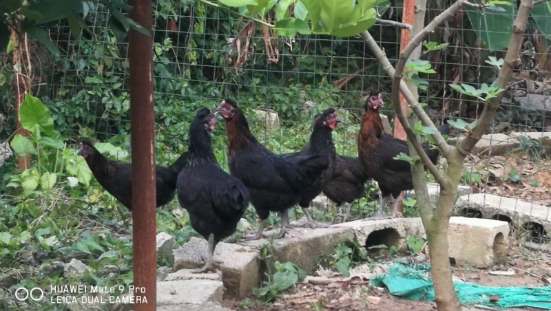 【有好货】山林散养土鸡蛋，基地直接供货，无中间商