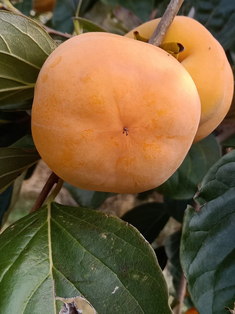 柿子