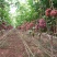 克伦生葡萄苗让农户放心种植专业苗圃基地批发
