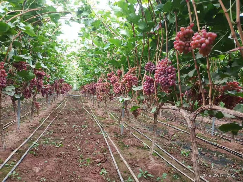 克伦生葡萄苗让农户放心种植专业苗圃基地批发