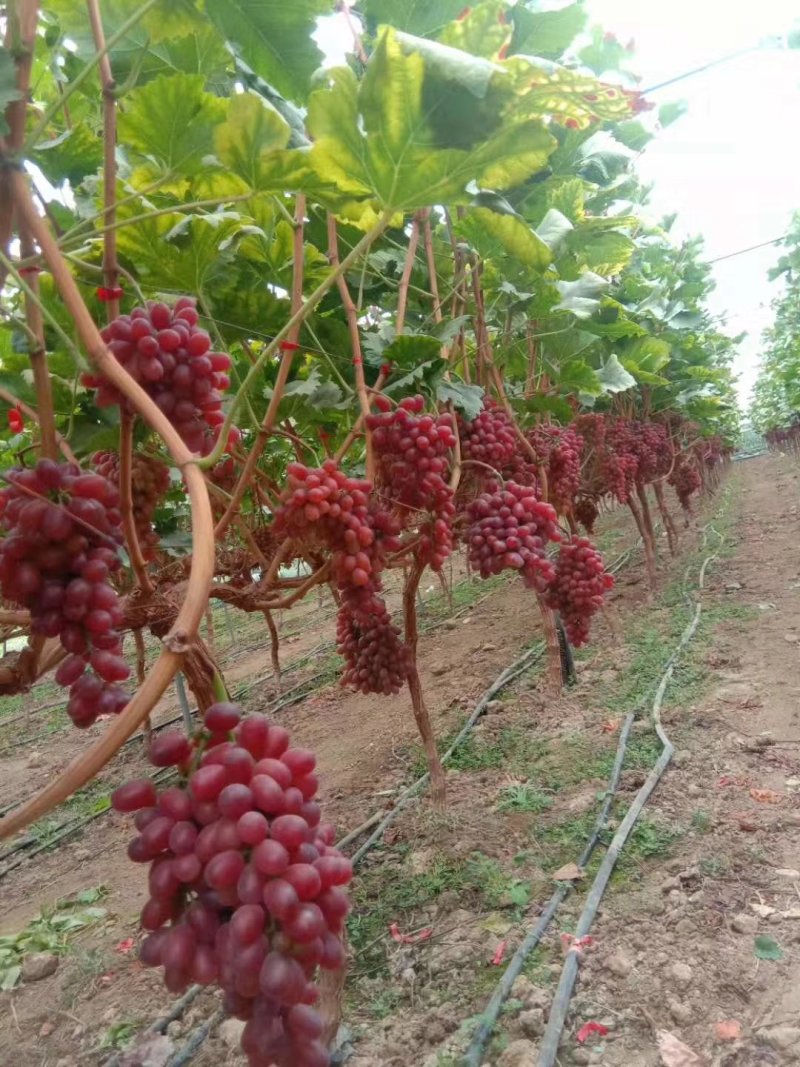克伦生葡萄苗让农户放心种植专业苗圃基地批发