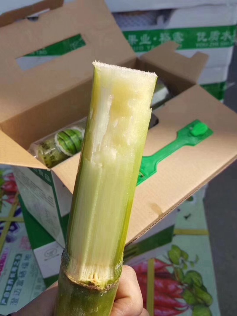 陶山甘蔗
