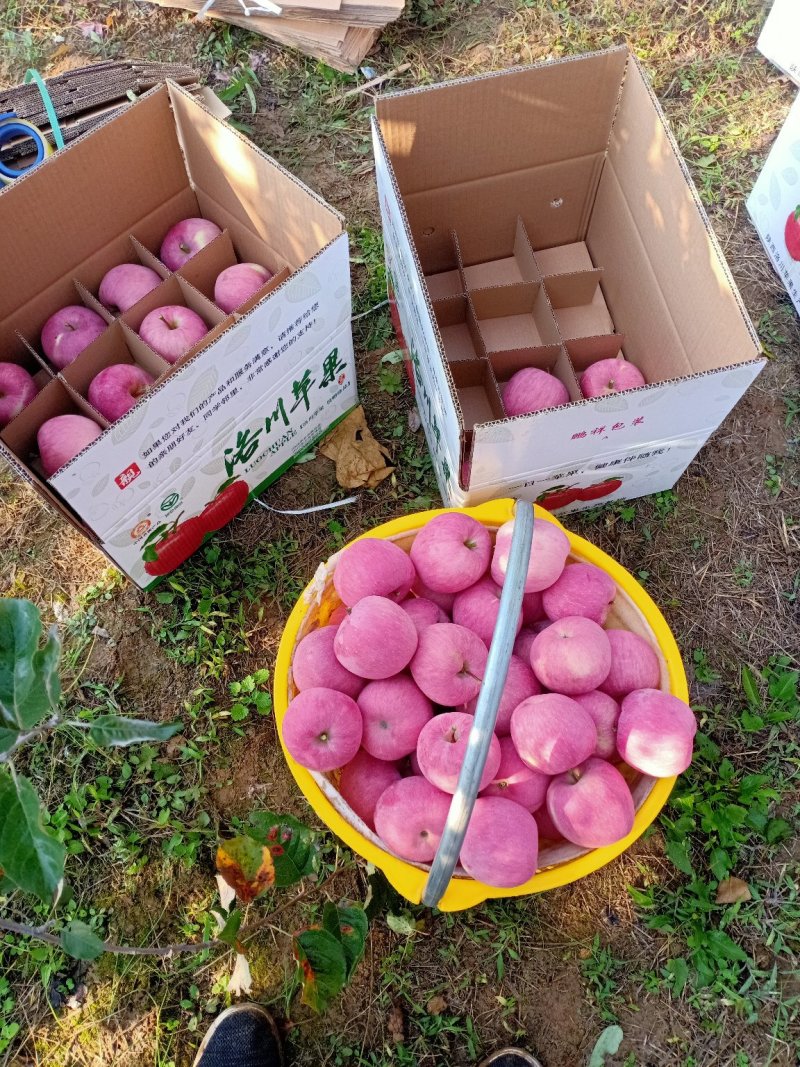 陕西洛川苹果一件代发，保质保量，口感脆甜，包邮到家包售后