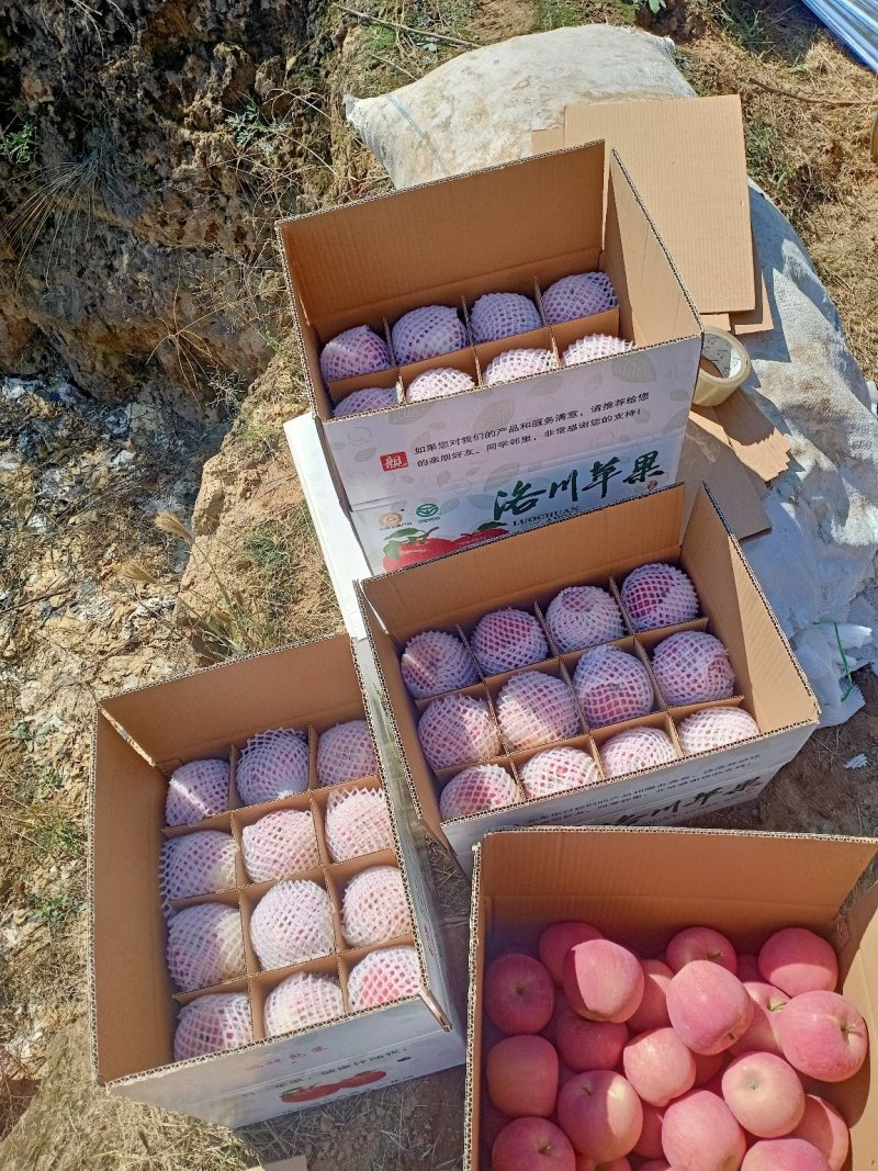 陕西洛川苹果一件代发，保质保量，口感脆甜，包邮到家包售后