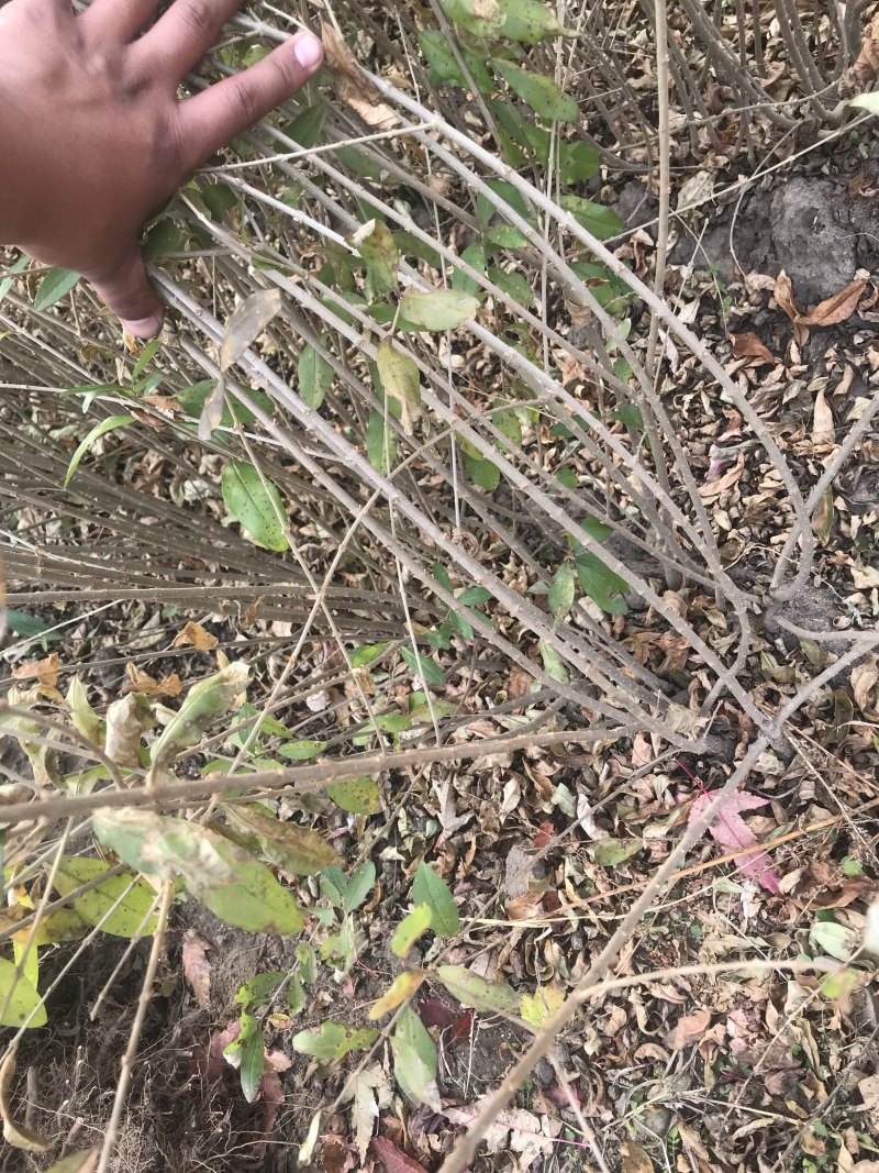 水腊女贞夹植水腊单珠水腊水蜡苗水蜡小苗