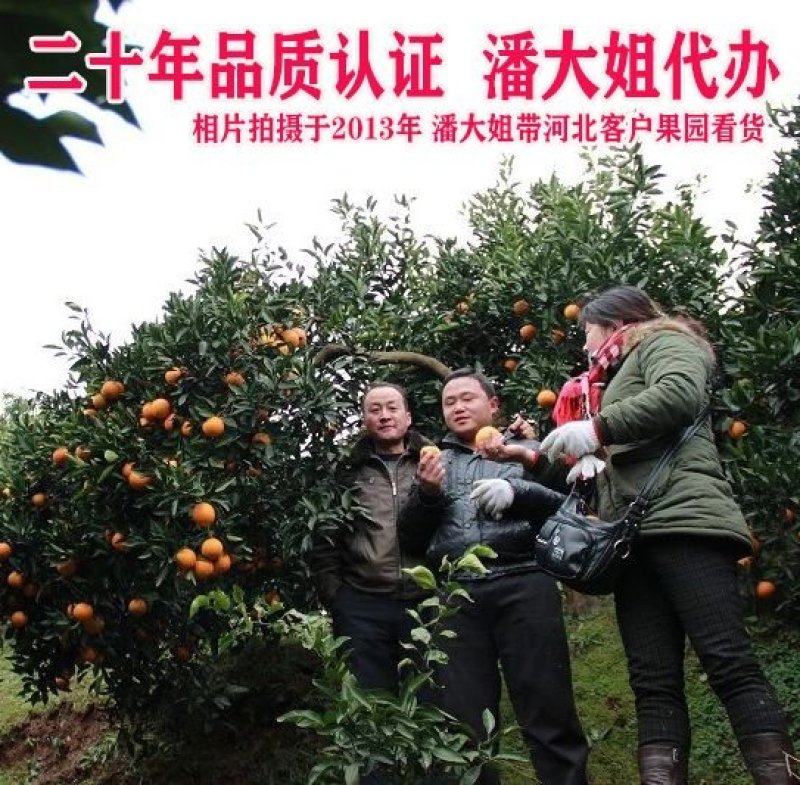 麻阳冰糖橙纯甜，一件代发，高端品控，麻阳产地发货。