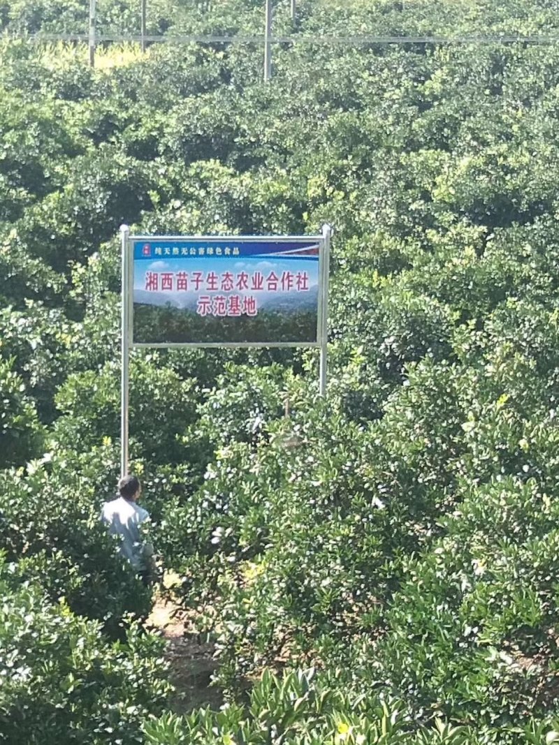 麻阳冰糖橙纯甜，一件代发，高端品控，麻阳产地发货。