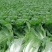 黄心白菜，无虫害4～8斤，保证质量欢迎各地客户