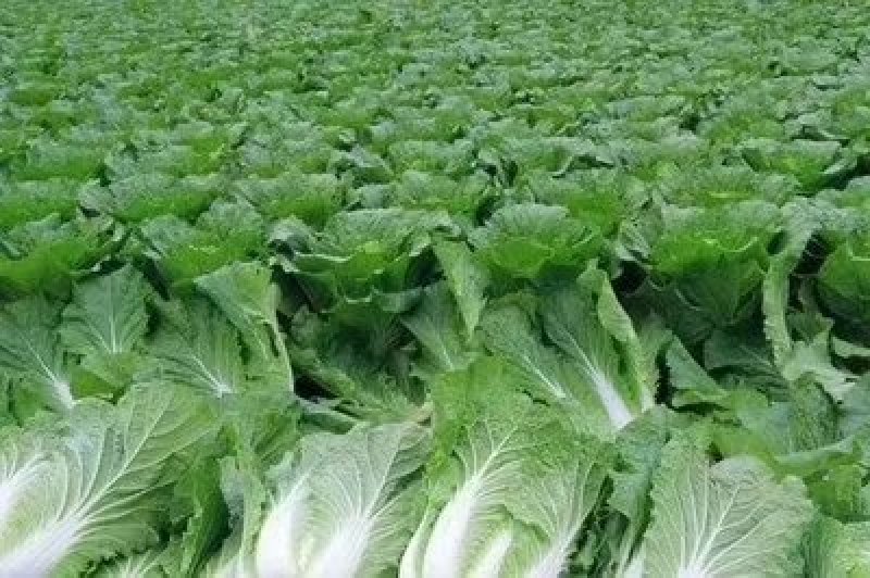 黄心白菜，无虫害4～8斤，保证质量欢迎各地客户