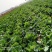 黄心白菜，无虫害4～8斤，保证质量欢迎各地客户