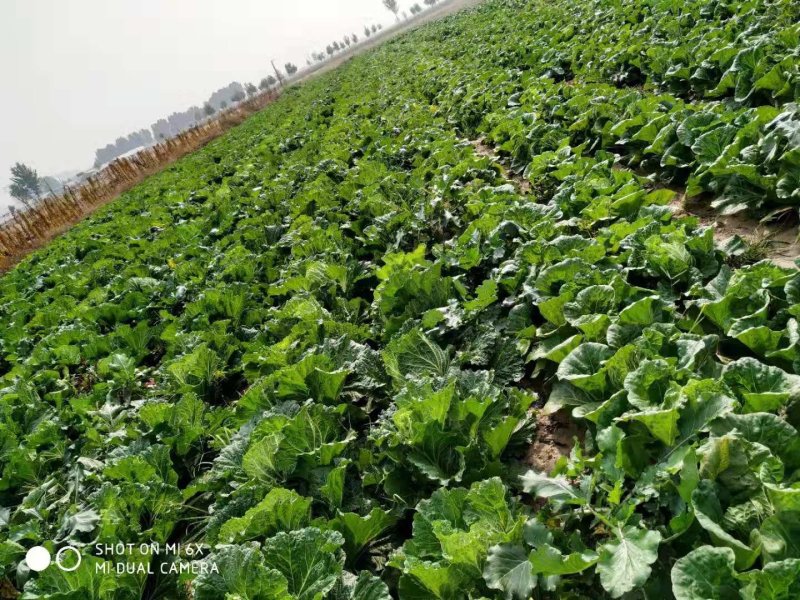 黄心白菜，无虫害4～8斤，保证质量欢迎各地客户