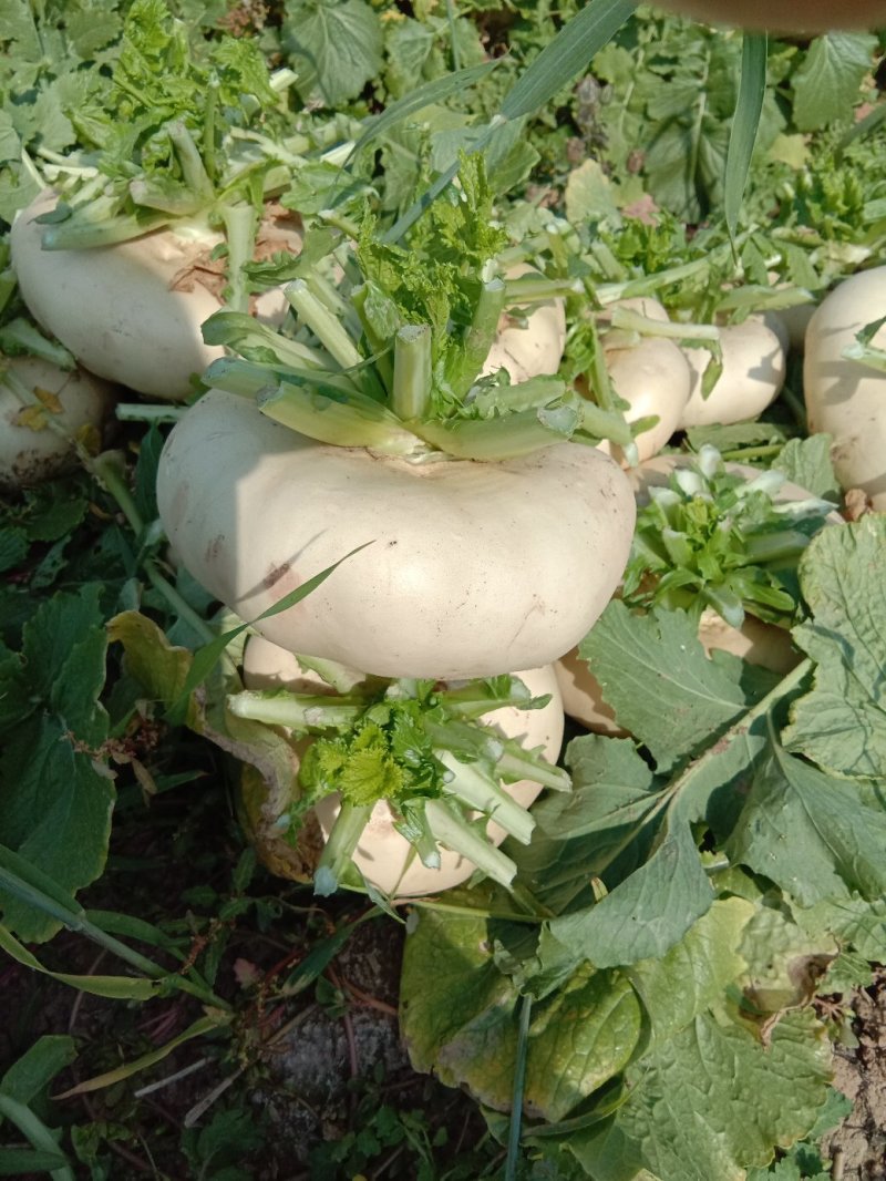 盘菜，温州盘菜，盘菜盘菜盘菜盘菜盘菜盘菜盘菜
