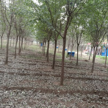 清地处理流苏树，又名油根子国家二级保护