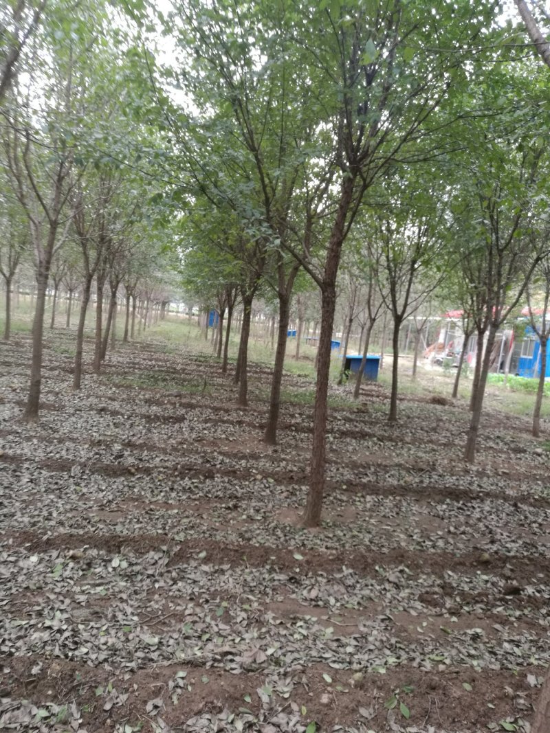 清地处理流苏树，又名油根子国家二级保护