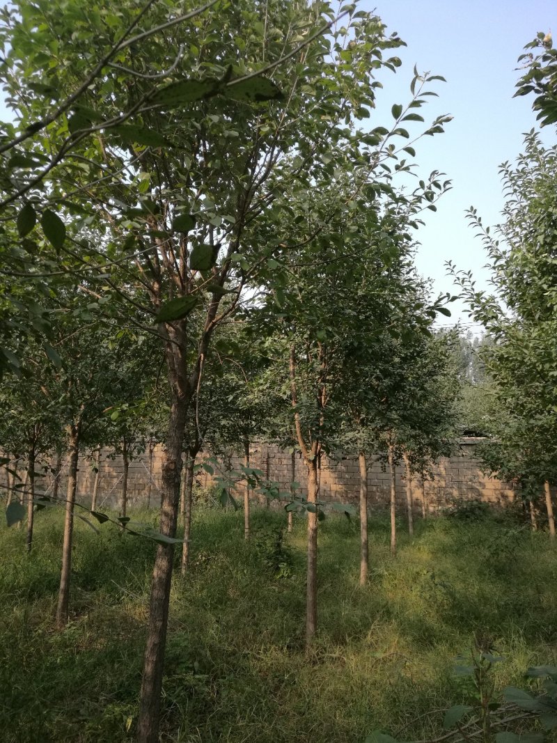 清地处理流苏树，又名油根子国家二级保护