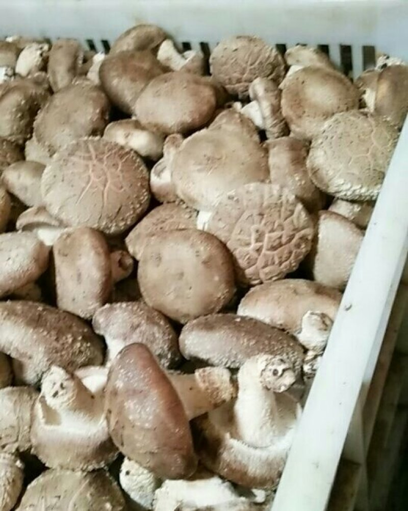种植户自产自销
