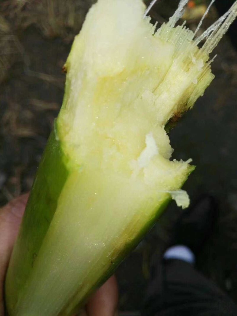 陶山青皮白玉甘蔗——手撕甘蔗