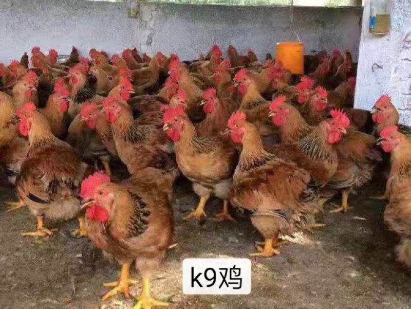 k9鸡苗，出壳苗，已打好疫苗