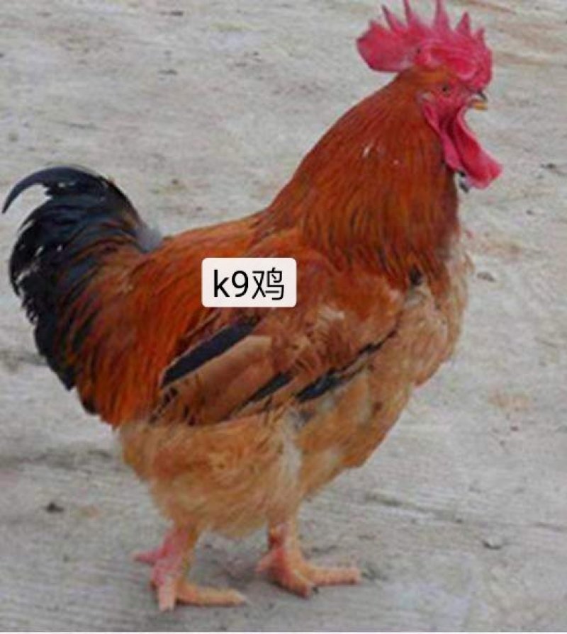 k9鸡苗，出壳苗，已打好疫苗