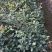 大量现货茶花2到3公分现货
