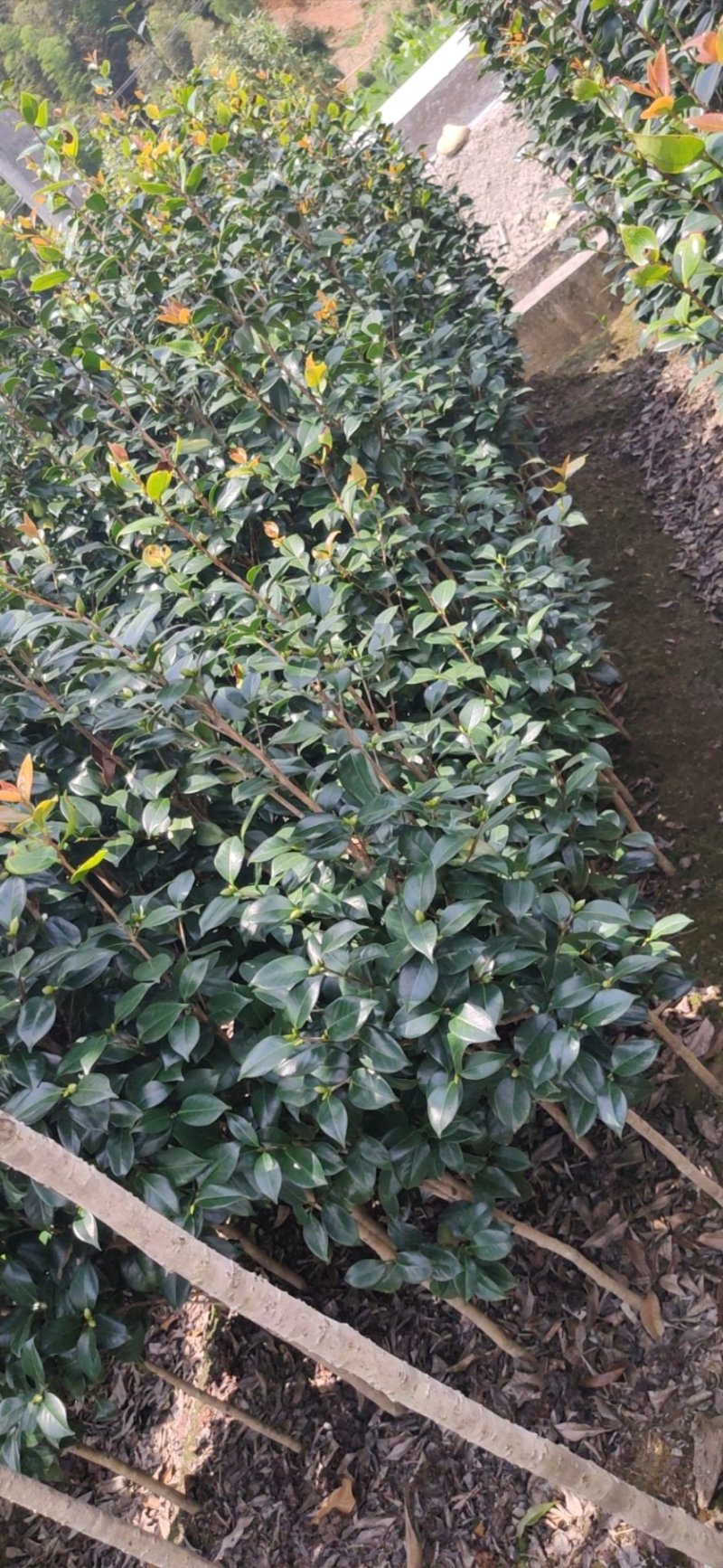 大量现货茶花2到3公分现货