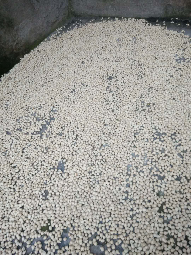 香橙种子和直生苗