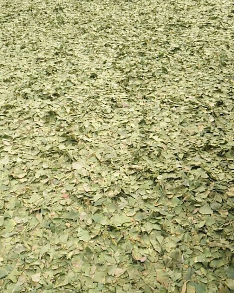 晒干银杏叶青银杏叶大量供应基地直供质量保证欢迎订购