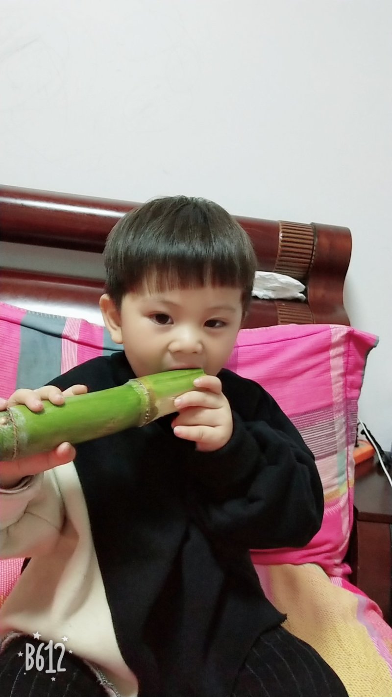 陶山青皮白玉甘蔗——手撕甘蔗