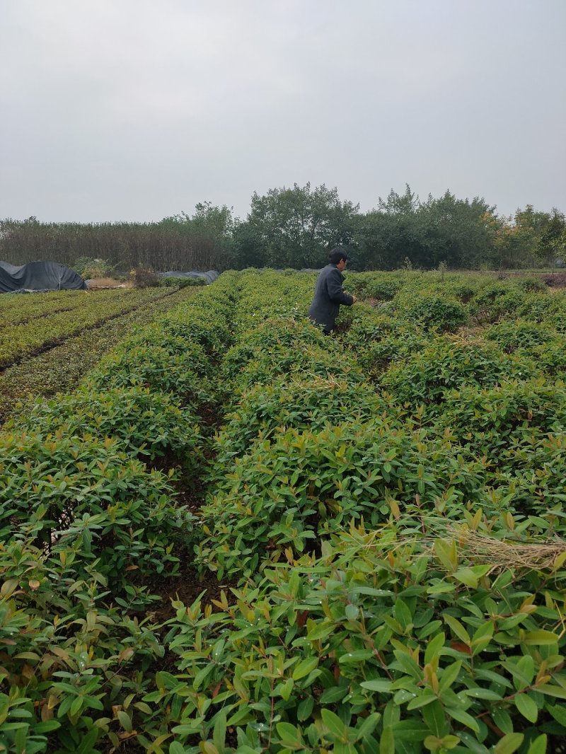 金丝桃毛球、金丝桃色块小苗基地直发包成活
